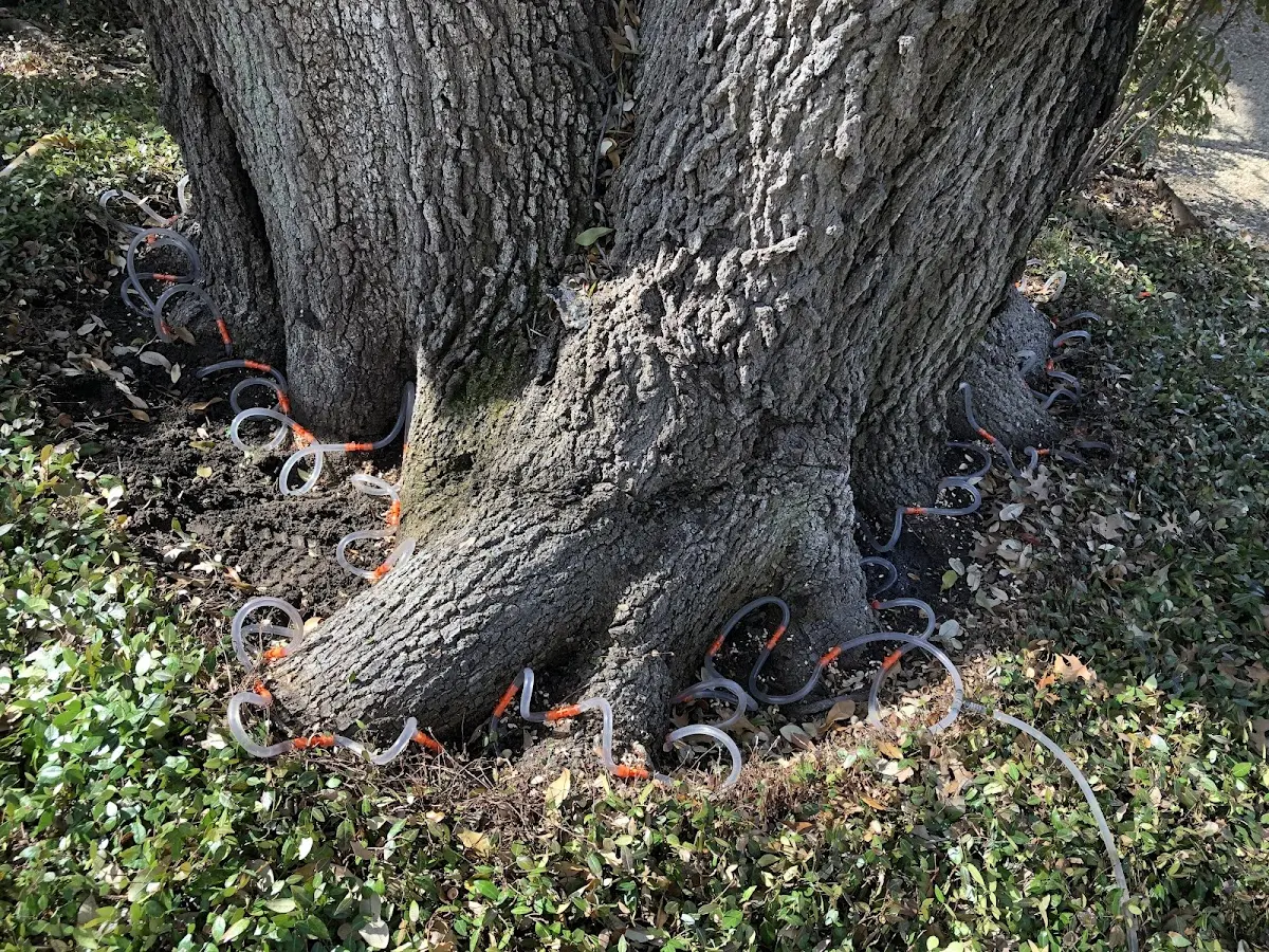 Detailed Tree Cabling and Bracing job site in Waka